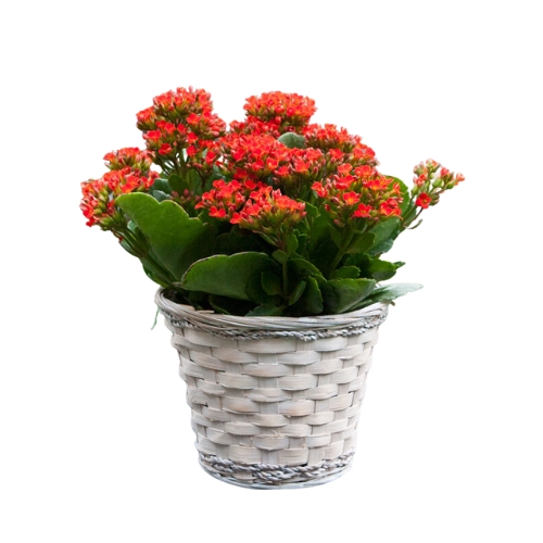 Kalanchoe