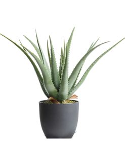 Aloe